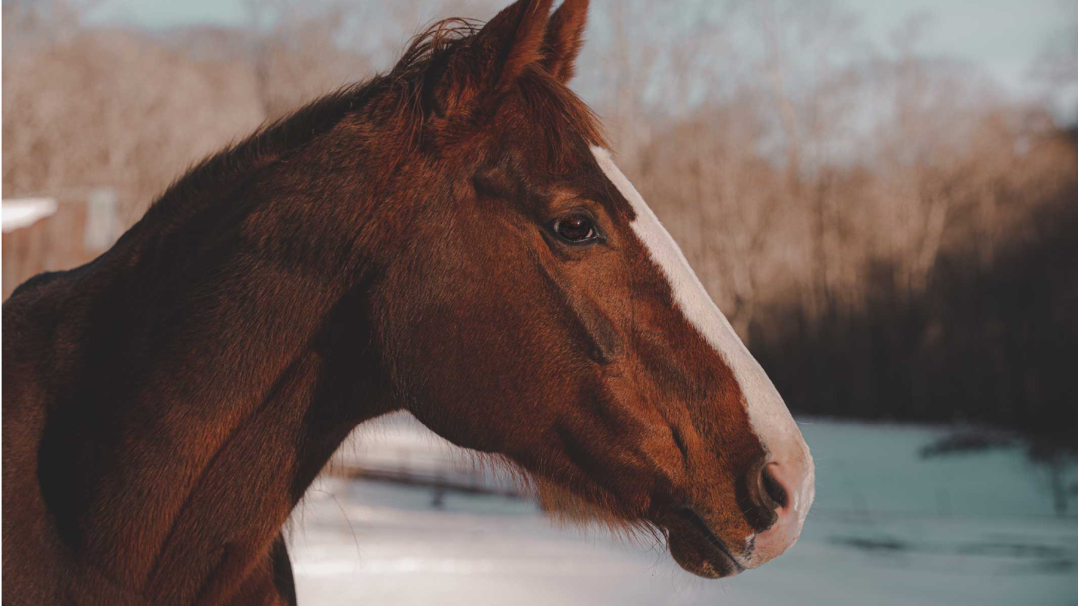 Horse at Vero Mountain Farm