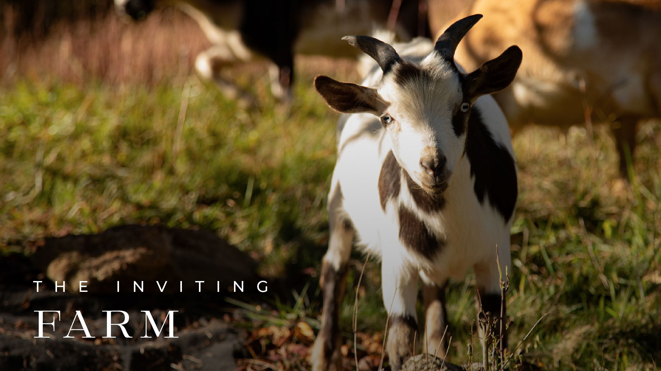 The Vero Mountain Farm